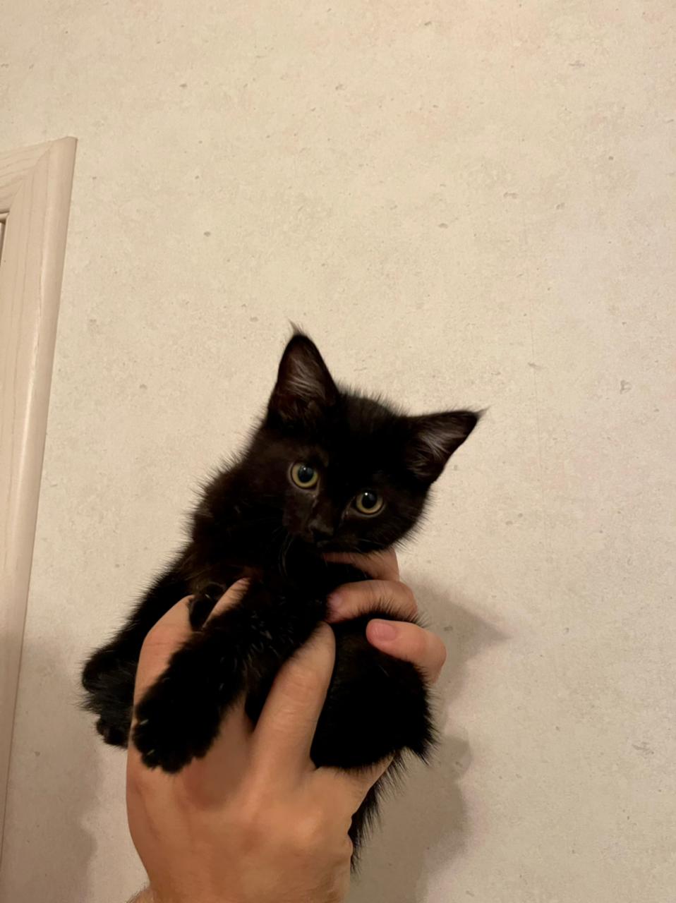 Котенок уголек читать. Котёнок уголёк