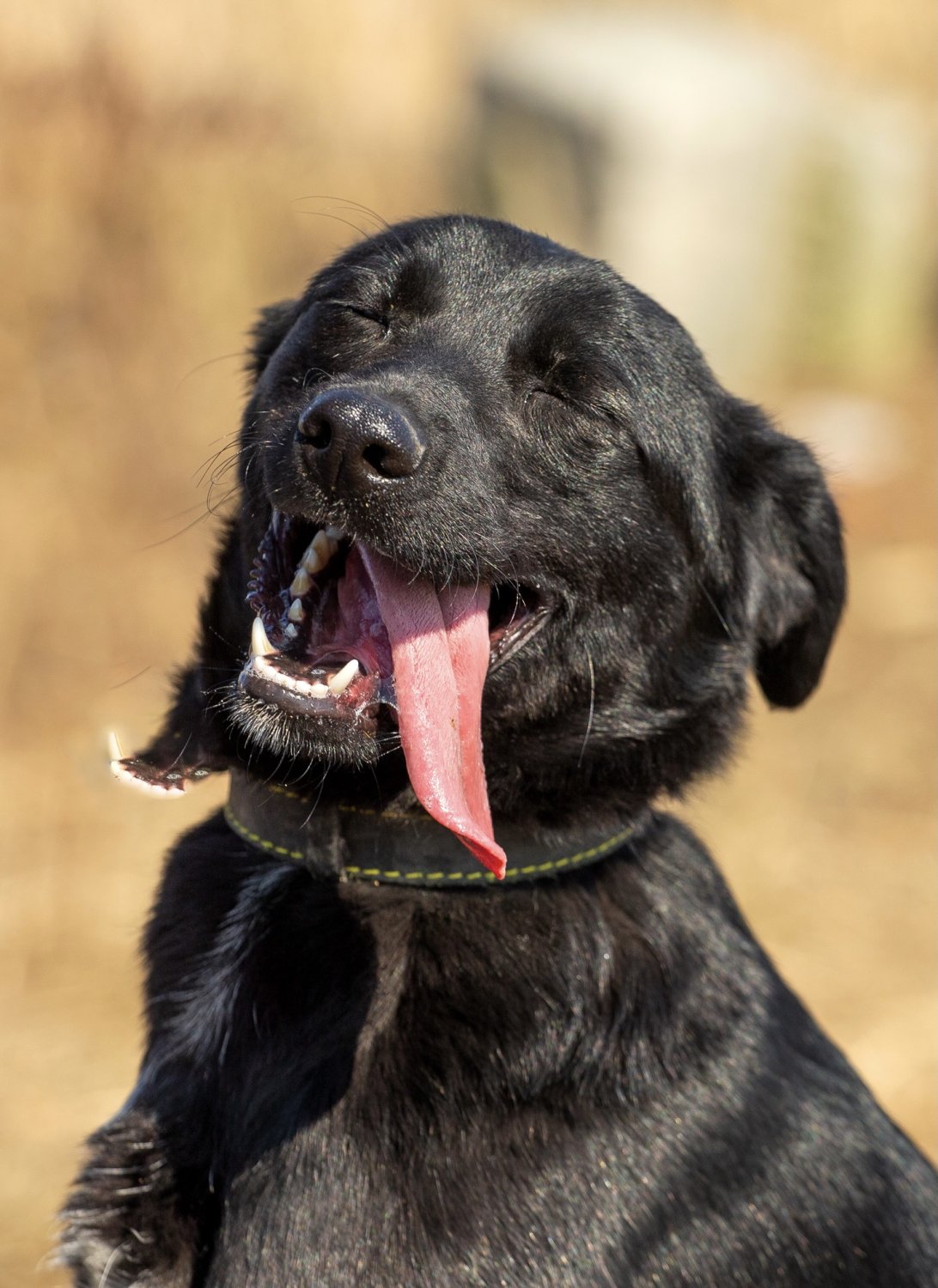 собака тая. тай тай собака. тайский риджбек ридж. собачка и тает. собака актай.