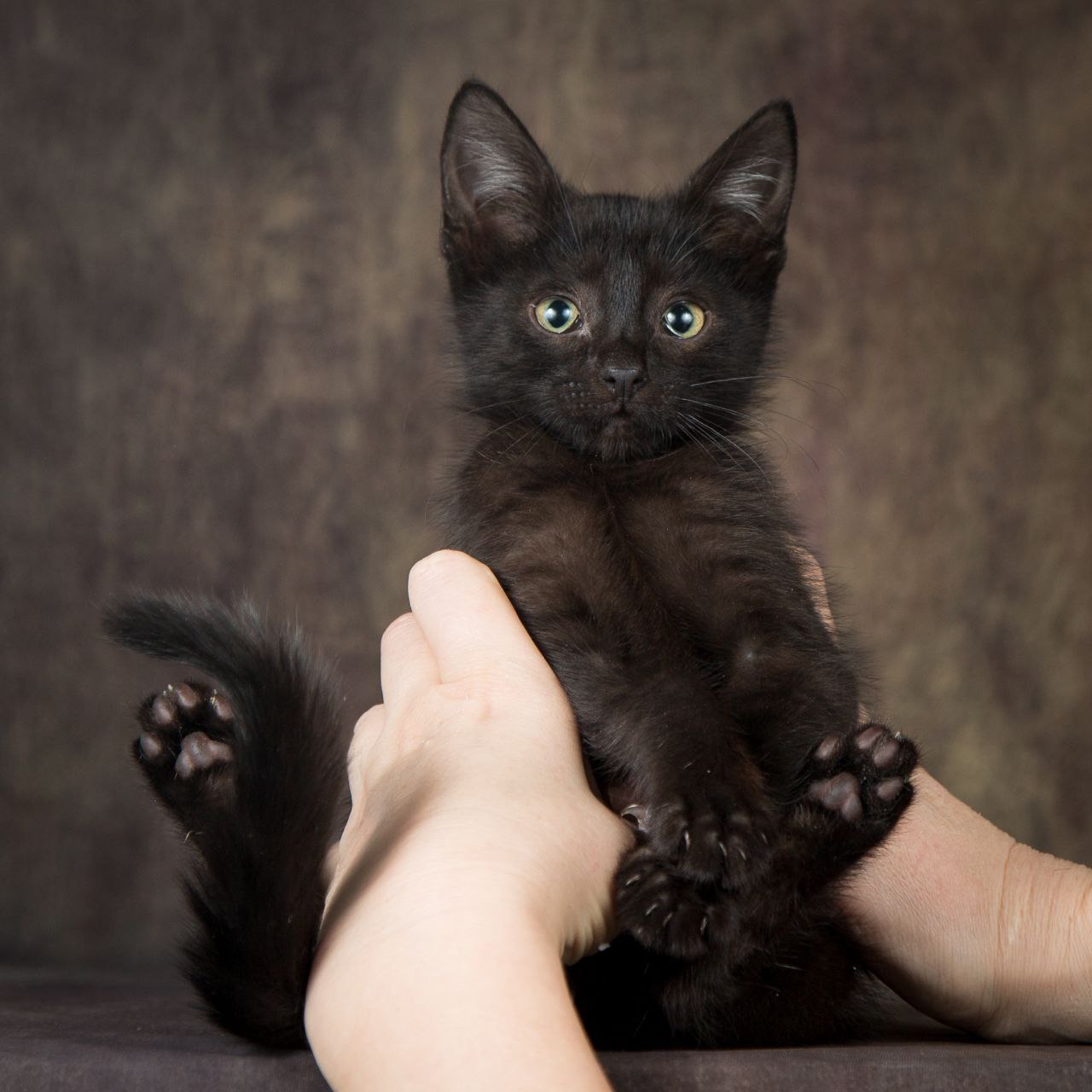 Котик уголек. Котёнок уголёк