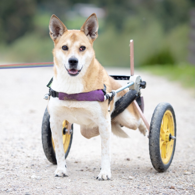 Люсси парашютистка