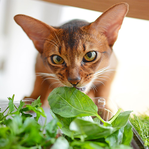 Опасные продукты и растения для кошек - FriendForPet