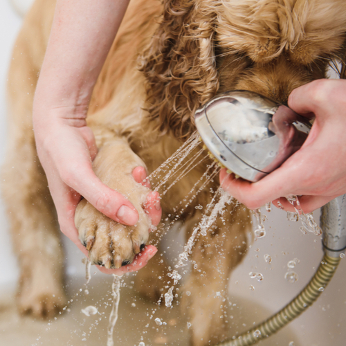 Как правильно мыть собаку и как часто это делать –🐕 FriendForPet