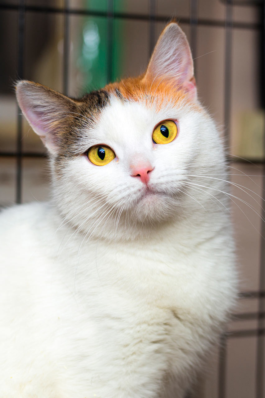 заводи котенка. белый грязный кот на заводе. коты на заводе. кот на заводе. кот на заводе мемы.