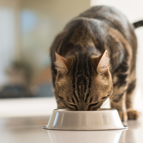 Чем и сколько кормить кошку в домашних условиях - FriendForPet