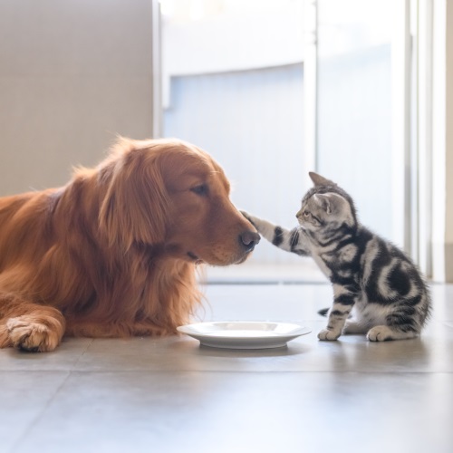Как познакомить котенка со взрослой кошкой или собакой - FriendForPet