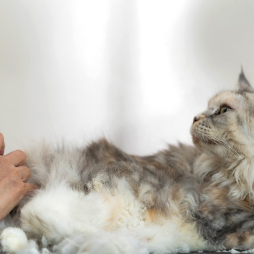 Как подстричь кошку и кота правильно в домашних условиях - FriendForPet