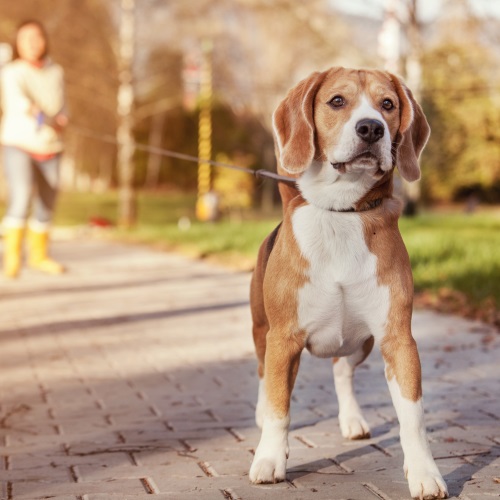 Как правильно гулять со щенком в первый раз на улице – 🐕 FriendForPet