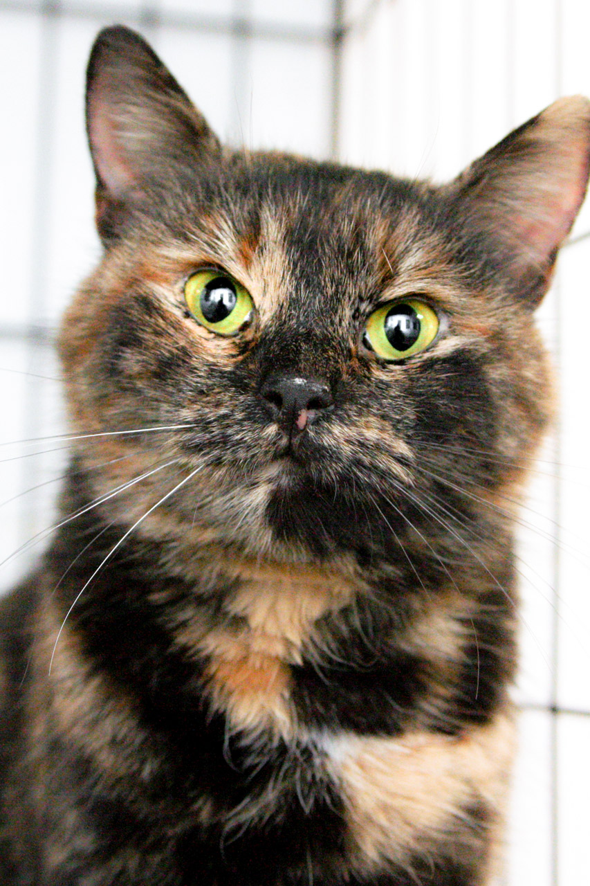 Солевой котик. Солевая кошка. Кот облизывается. Кошка на солях. Кошке можно соль.