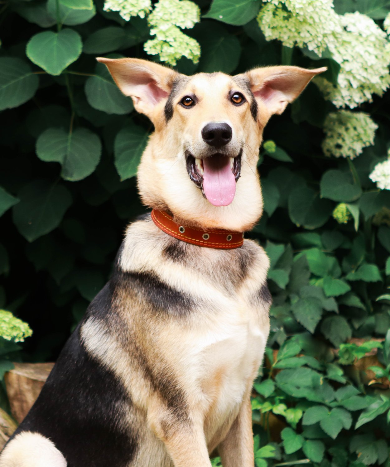 фото гошепёс. собака гоша фото. пес без дома. плюша собака с первого. собака гоша.