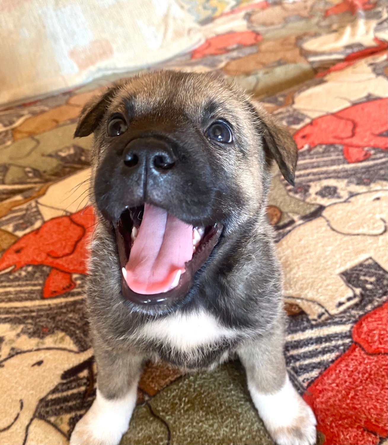 Милая жаклин 