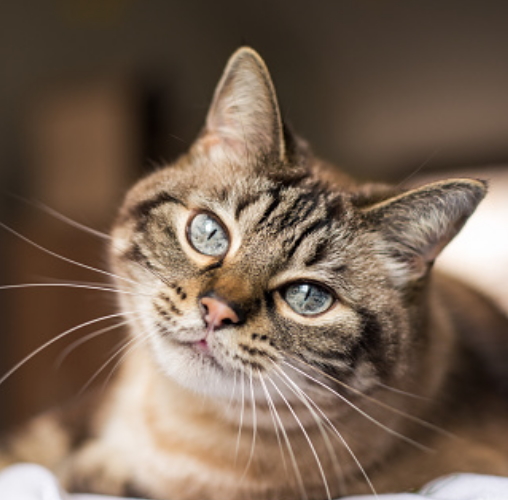 Как отучить кошку и котенка от вредных привычек — FriendForPet