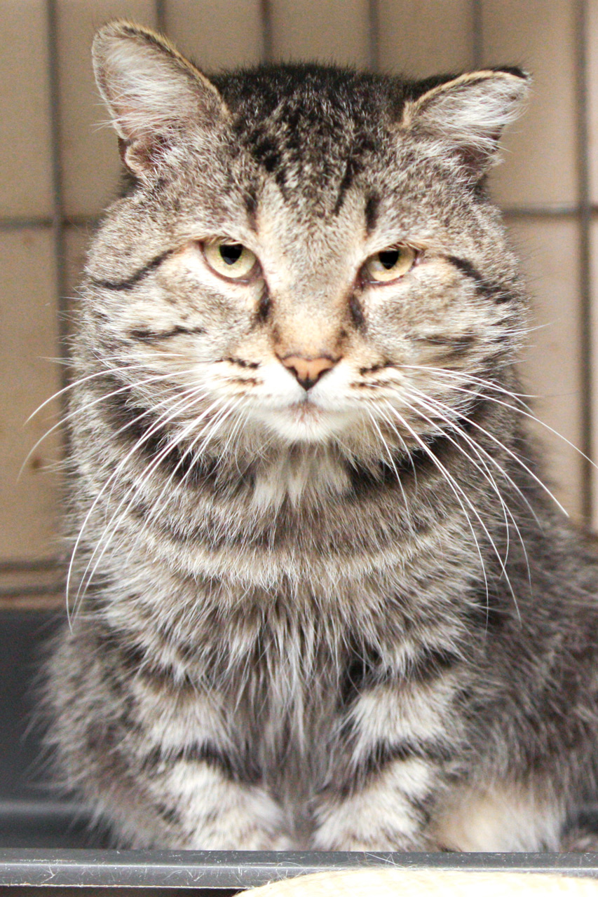 Кот Витязь ^ᴥ^ ищет заботливую семью — 5 лет, приучен к когтеточке,