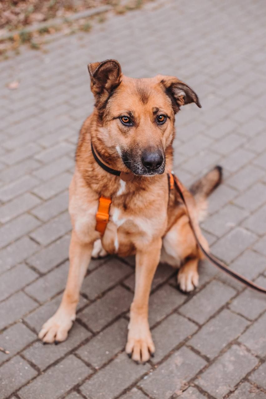 чили собака