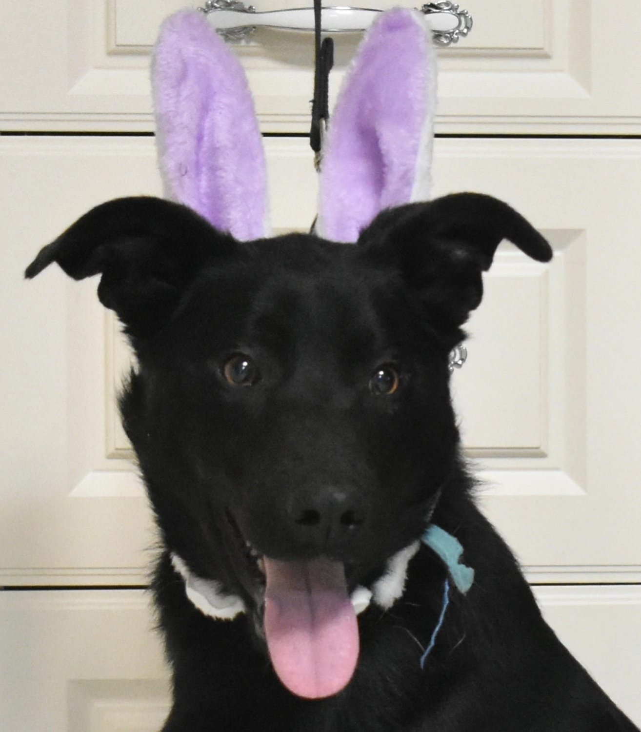 супер собака приют в химках. гоша собака чёрная взрослый. собака плюша с первого канала. собака гоша. гоша собака пенза.