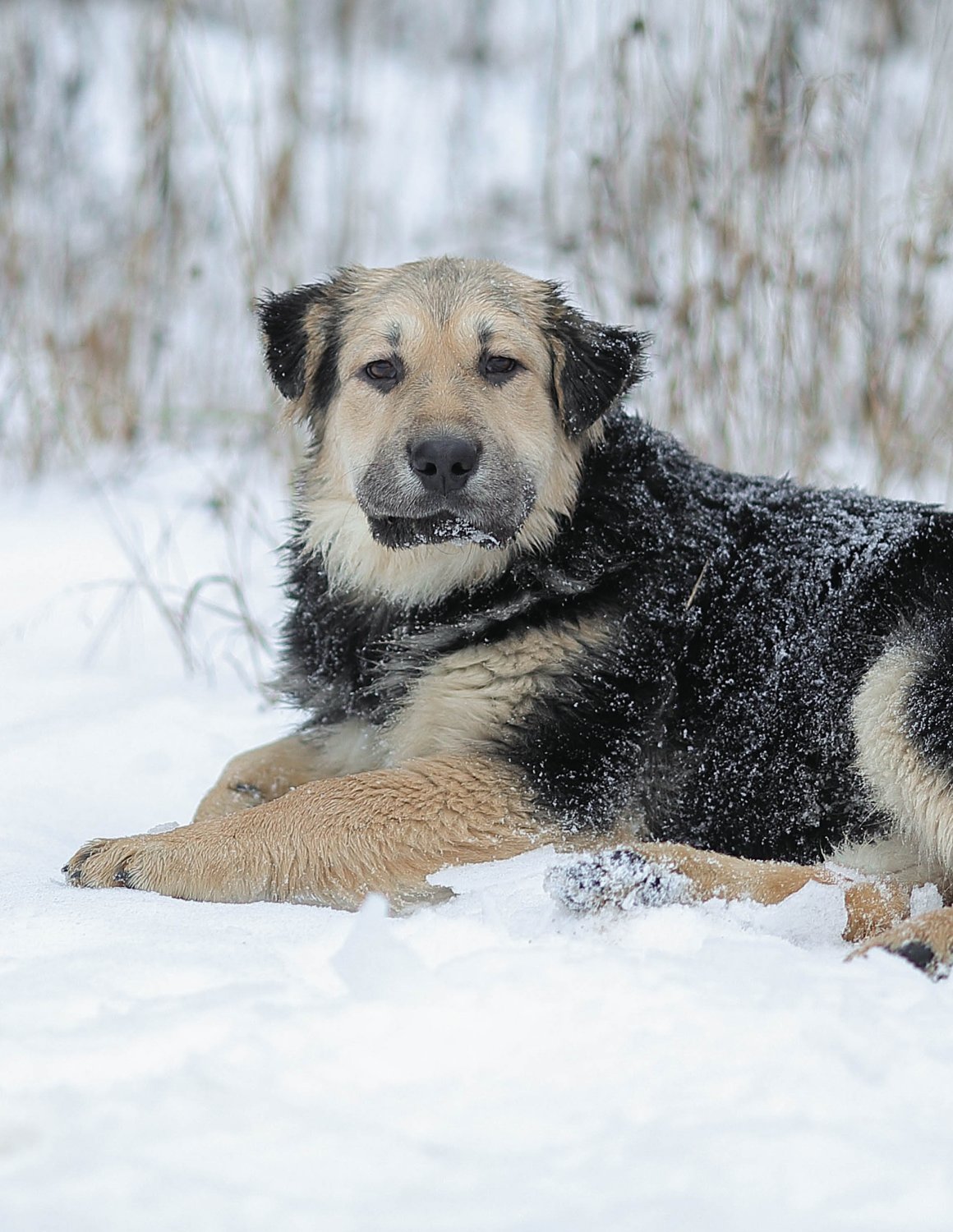 Собаки ванили. Ваниль собаке. Собака умиляется. Ваниль собаке. Animal play мыло для лап собак 250 мл.