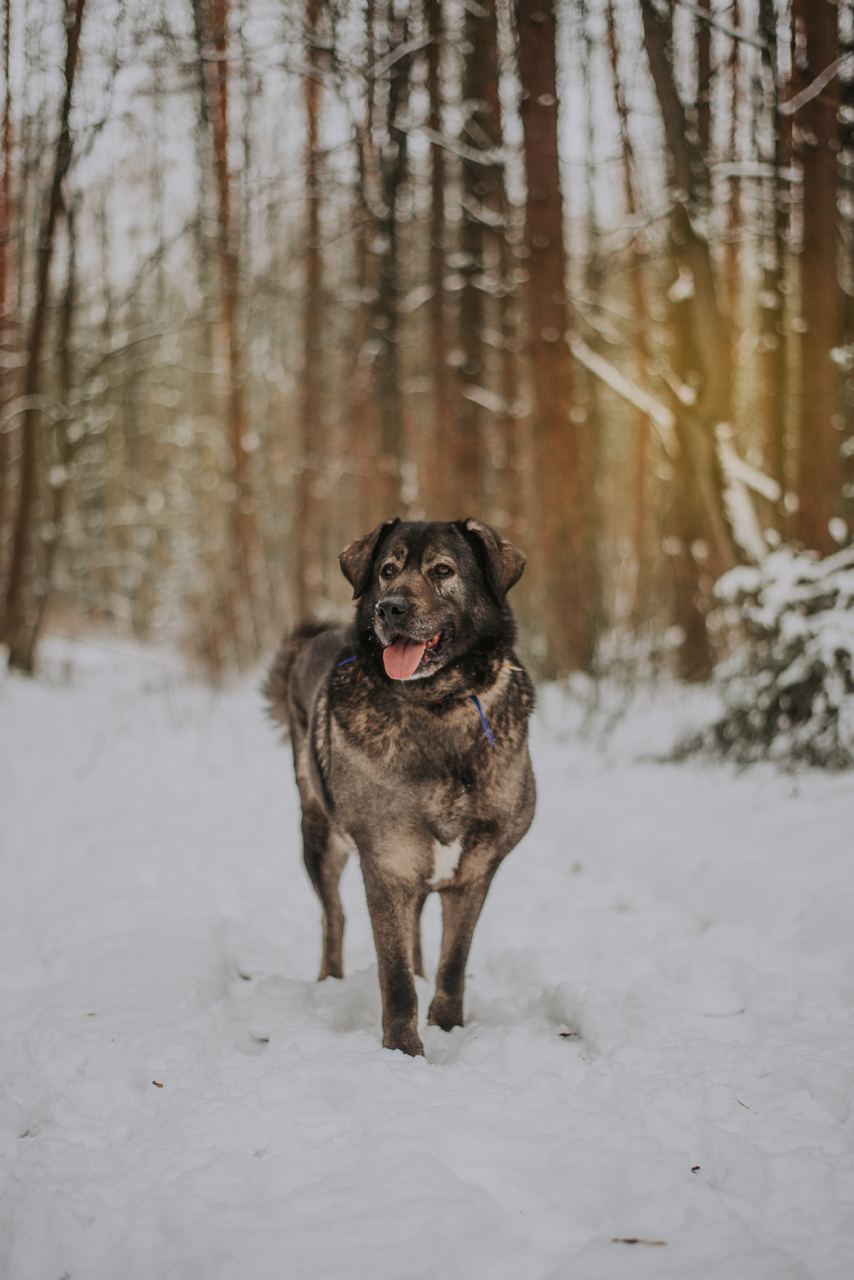 Раф собака. Всемпособаке 2017. Real Rus Dog