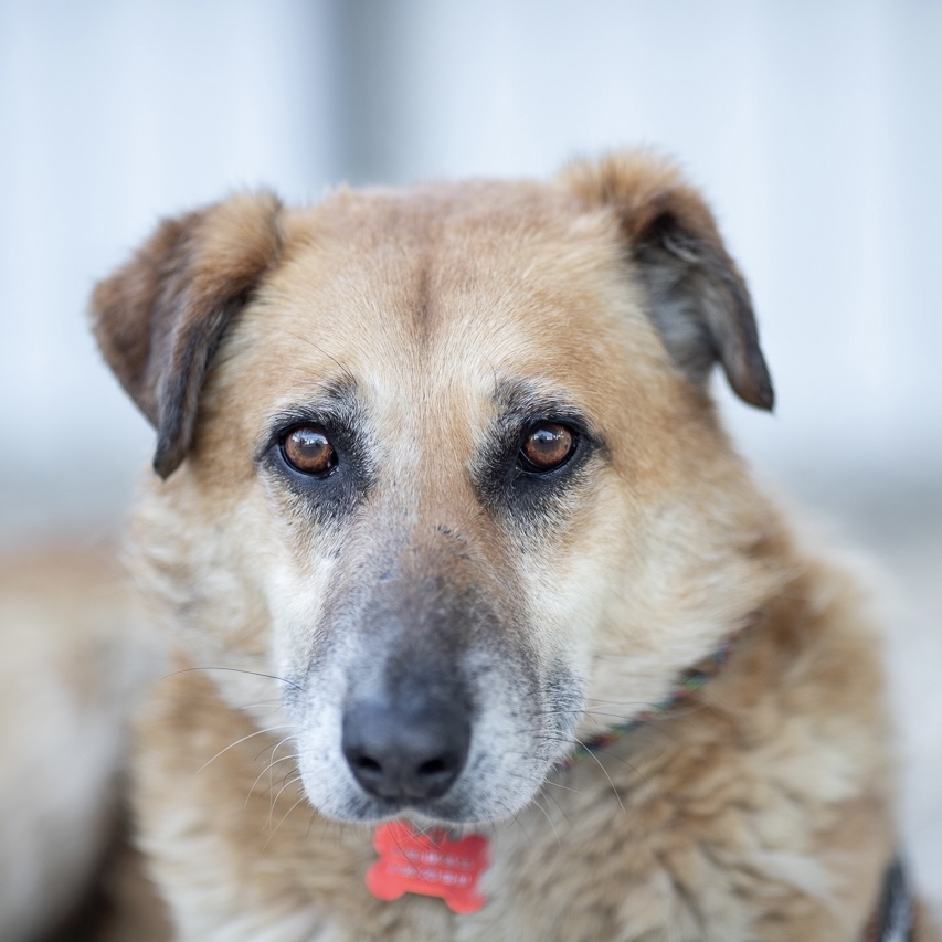 собака грей