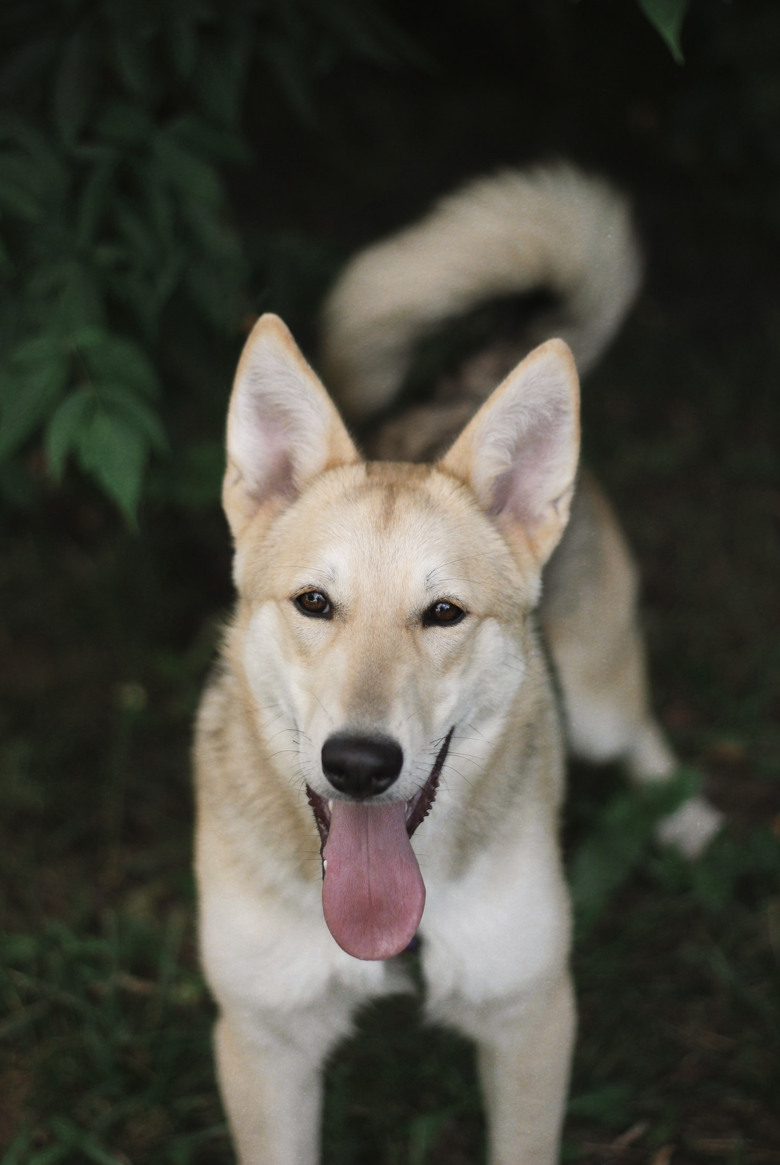 Всл лайка. Восточно сибирская лайка рыжая. Лайка охотничья. Западно восточная лайка. Московская лайка.