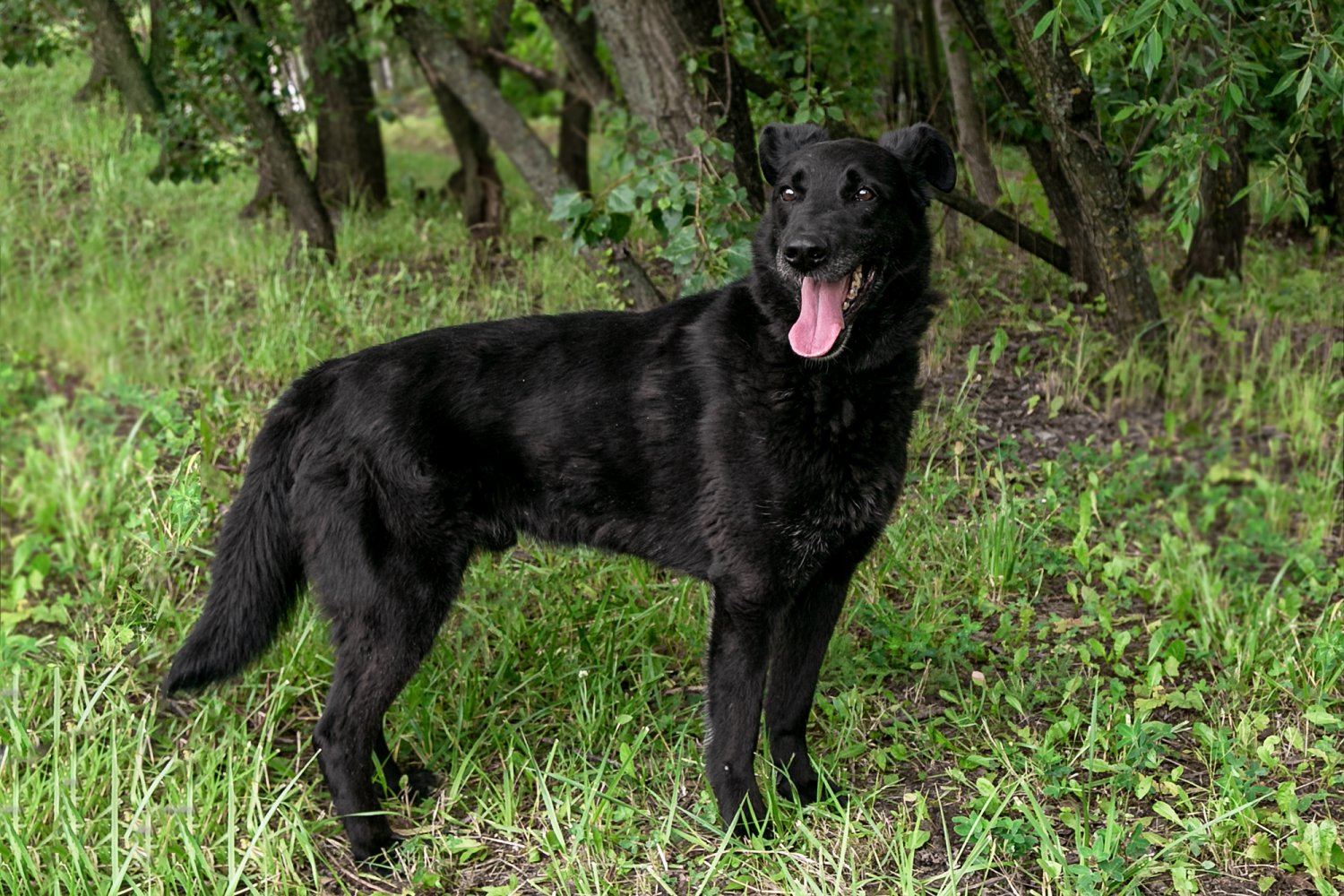 дымка собака гурманчик. собака дымок. дымок собака. собаки в тумане. собака по имени дымка фото.