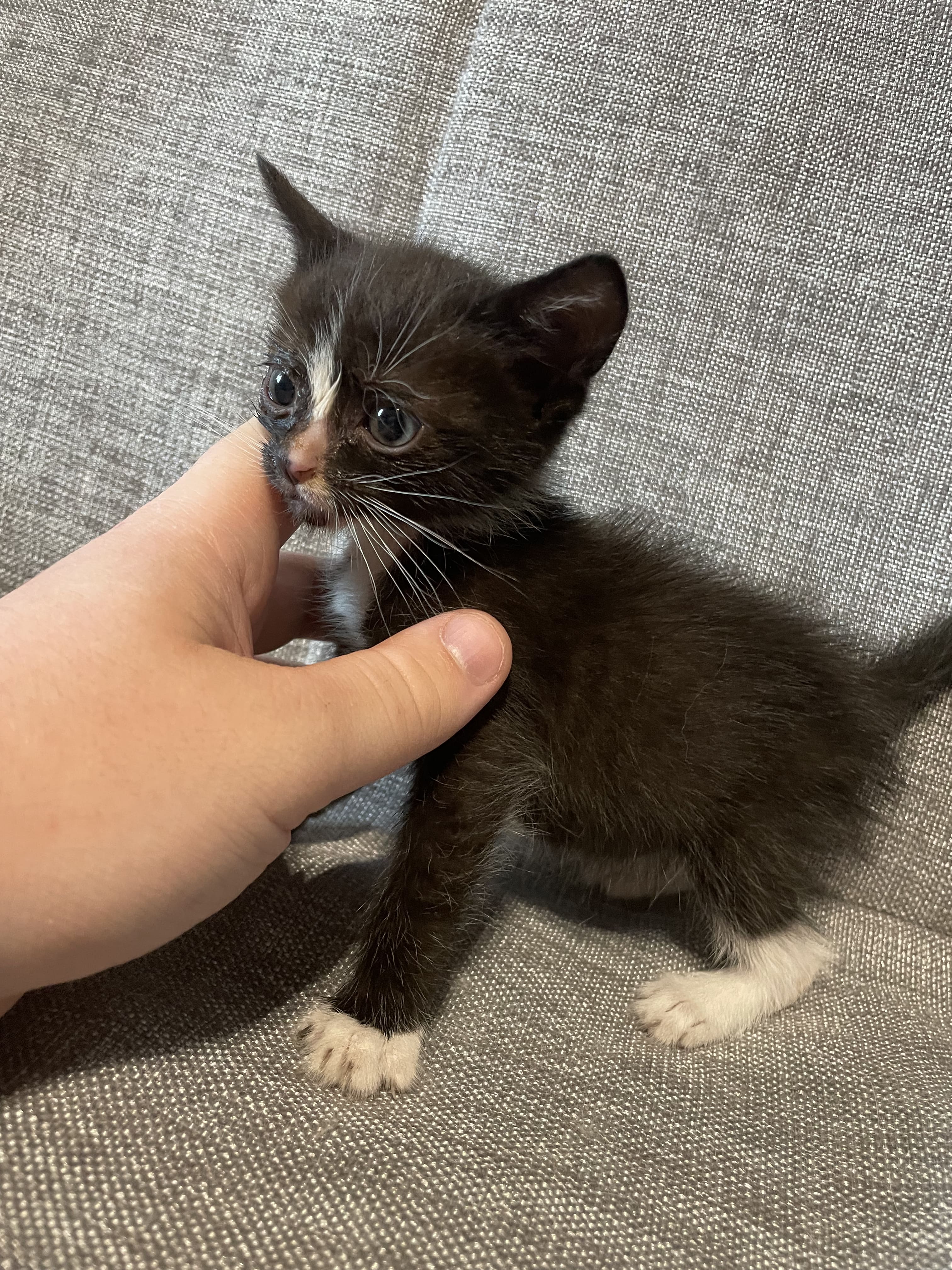Котенок 2 месяца