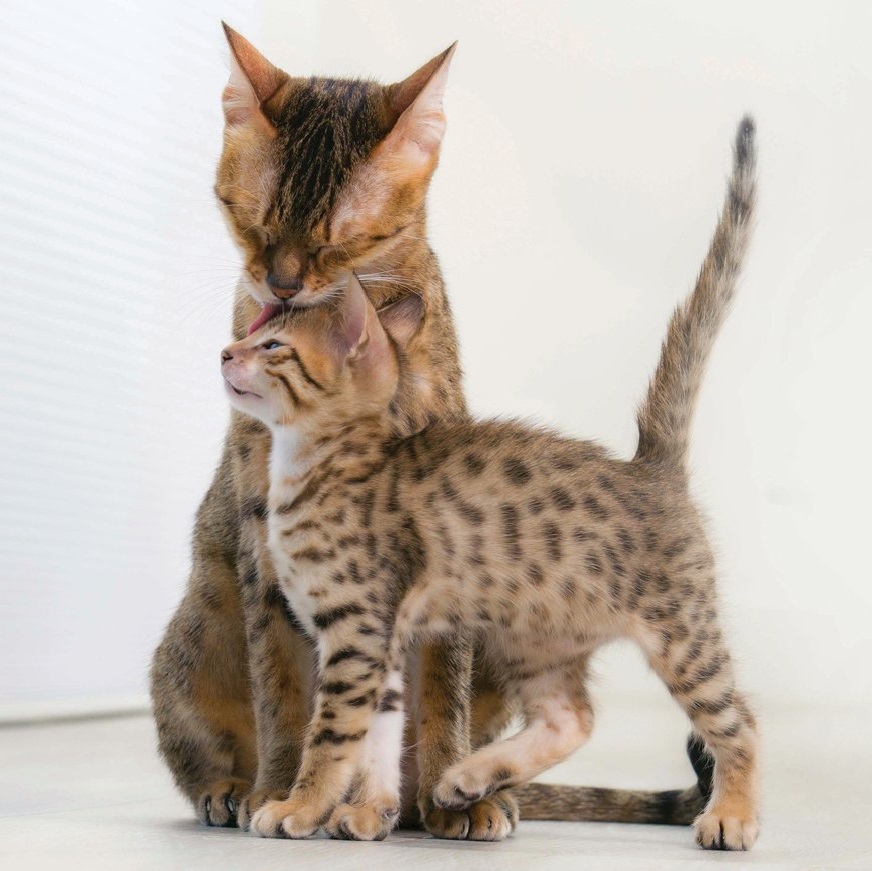 Как рожают кошки — как помочь принять роды | FriendForPet
