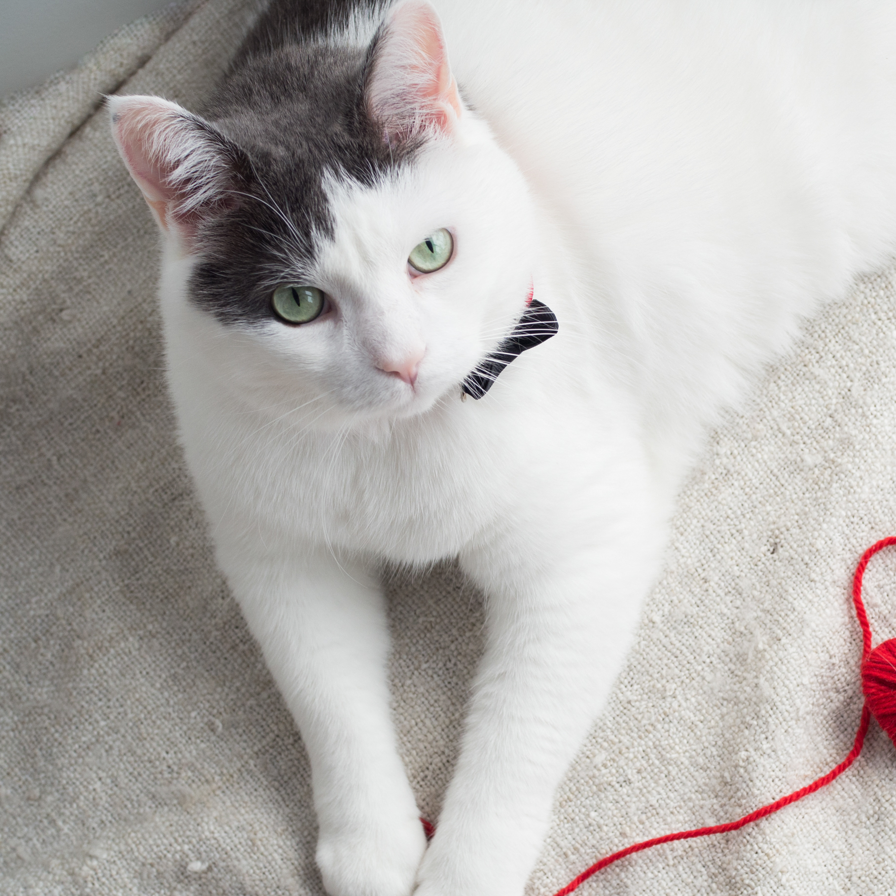 Рвота у кота - почему кошку тошнит, рвет: причины | FriendForPet