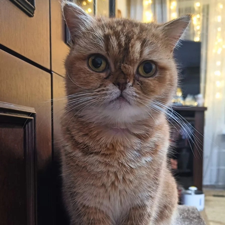 Котенок нагадил на кровать. Кошка накакала на диван. Лоток для котят. Кошка в квартире. Почему кошка писает на диван.