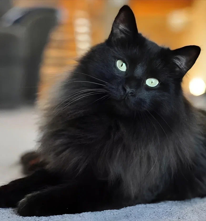 Черные котики
