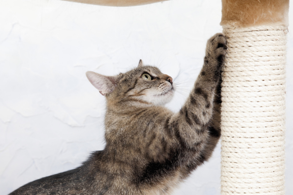 Кошка царапает