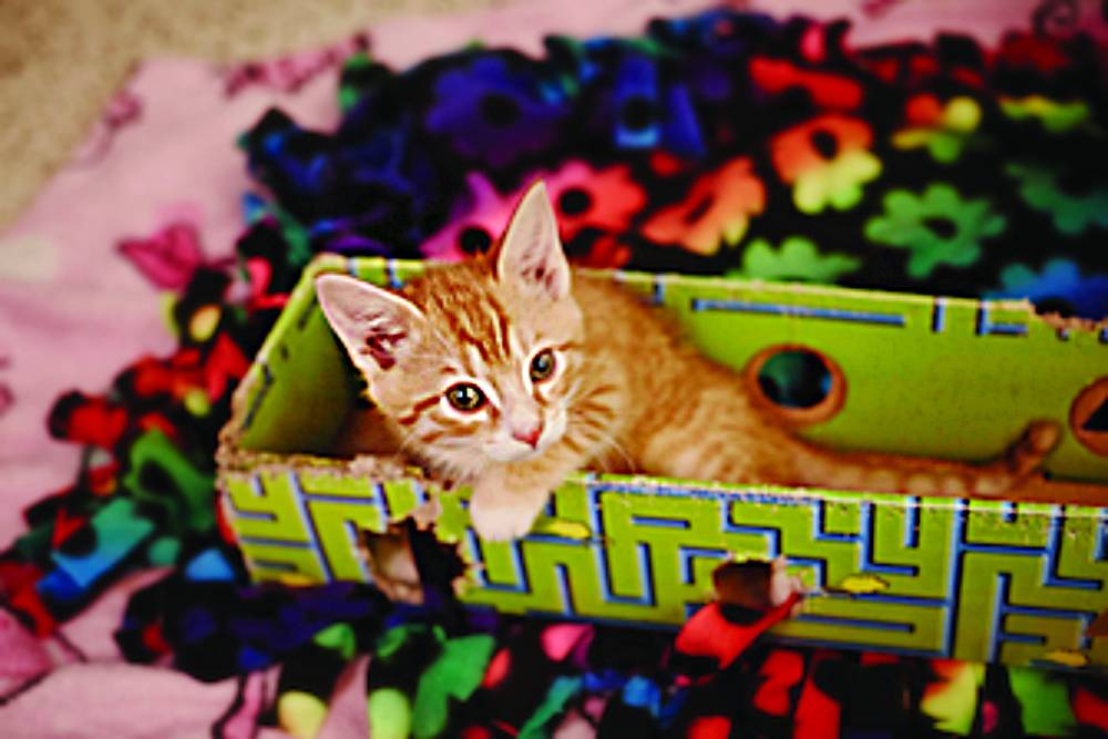 Кошачьи игрушки