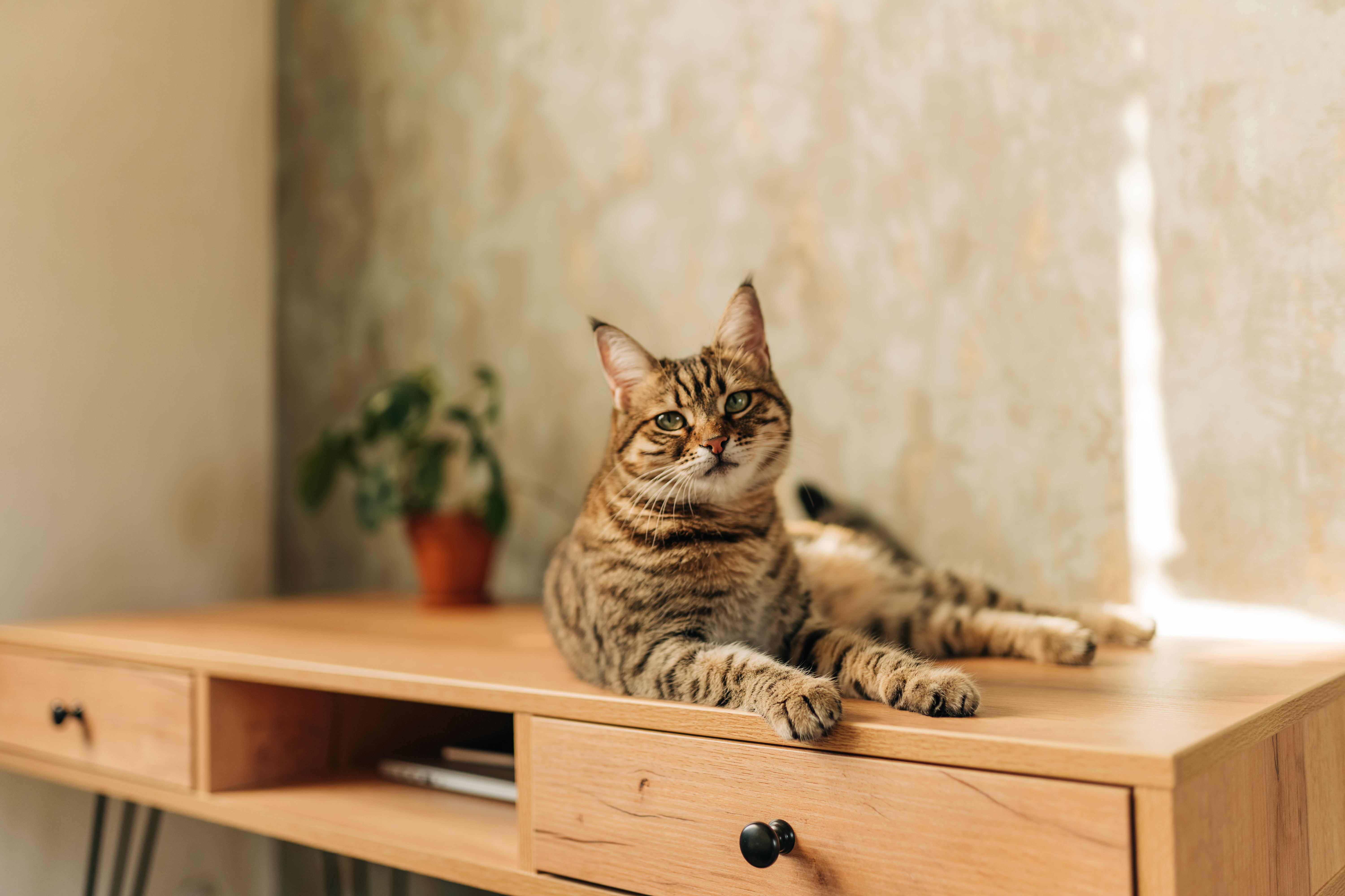 Течка у кошки - сколько длится, признаки | FriendForPet