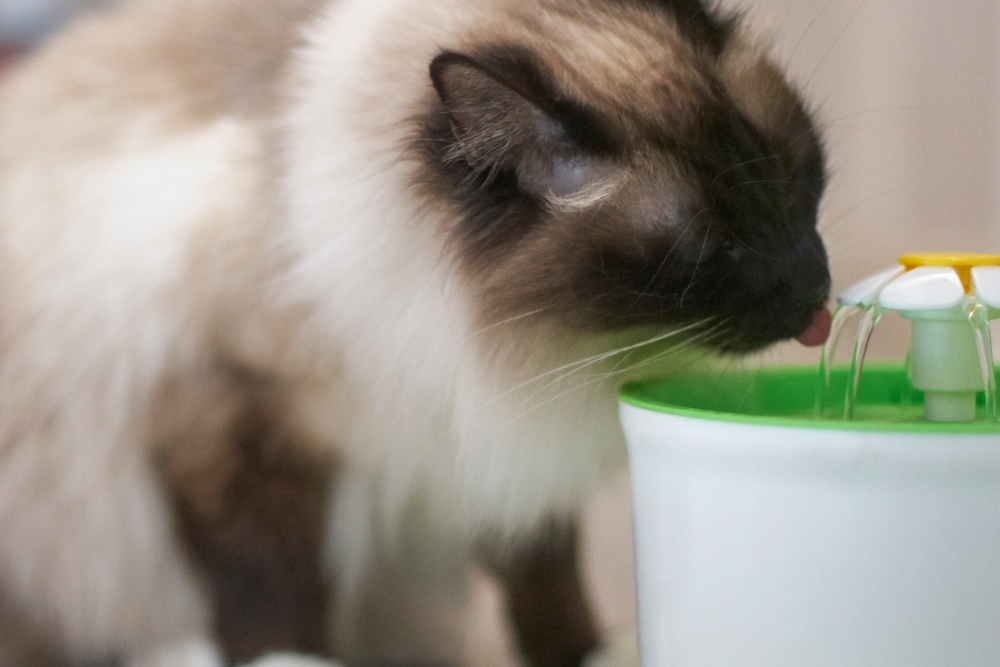 Кошка пьет воду
