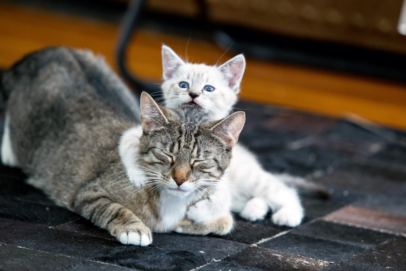 Котенок или взрослая кошка: кого лучше завести 🐈 - FriendForPet