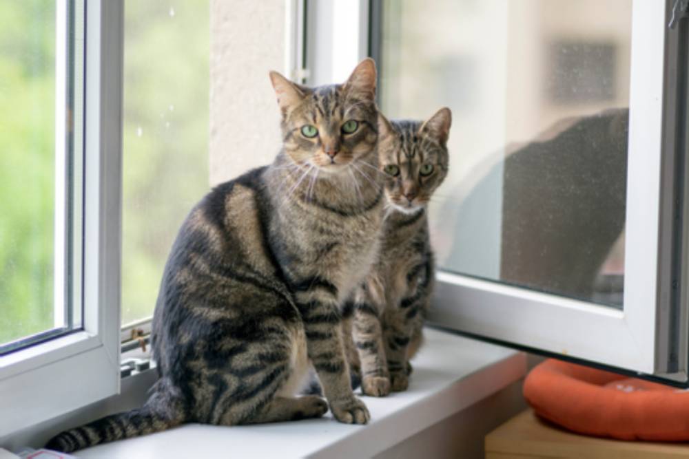 Кто ласковее кот или кошка