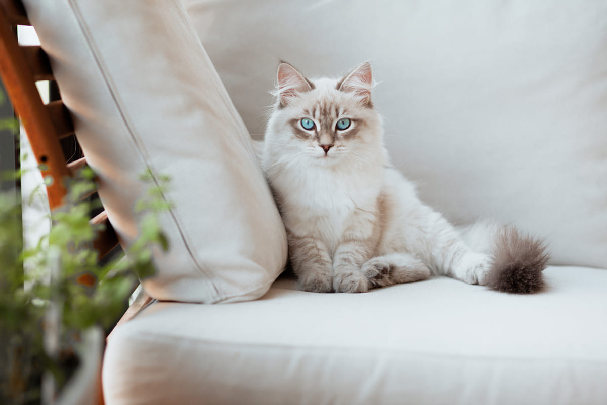 Невская маскарадная кошка