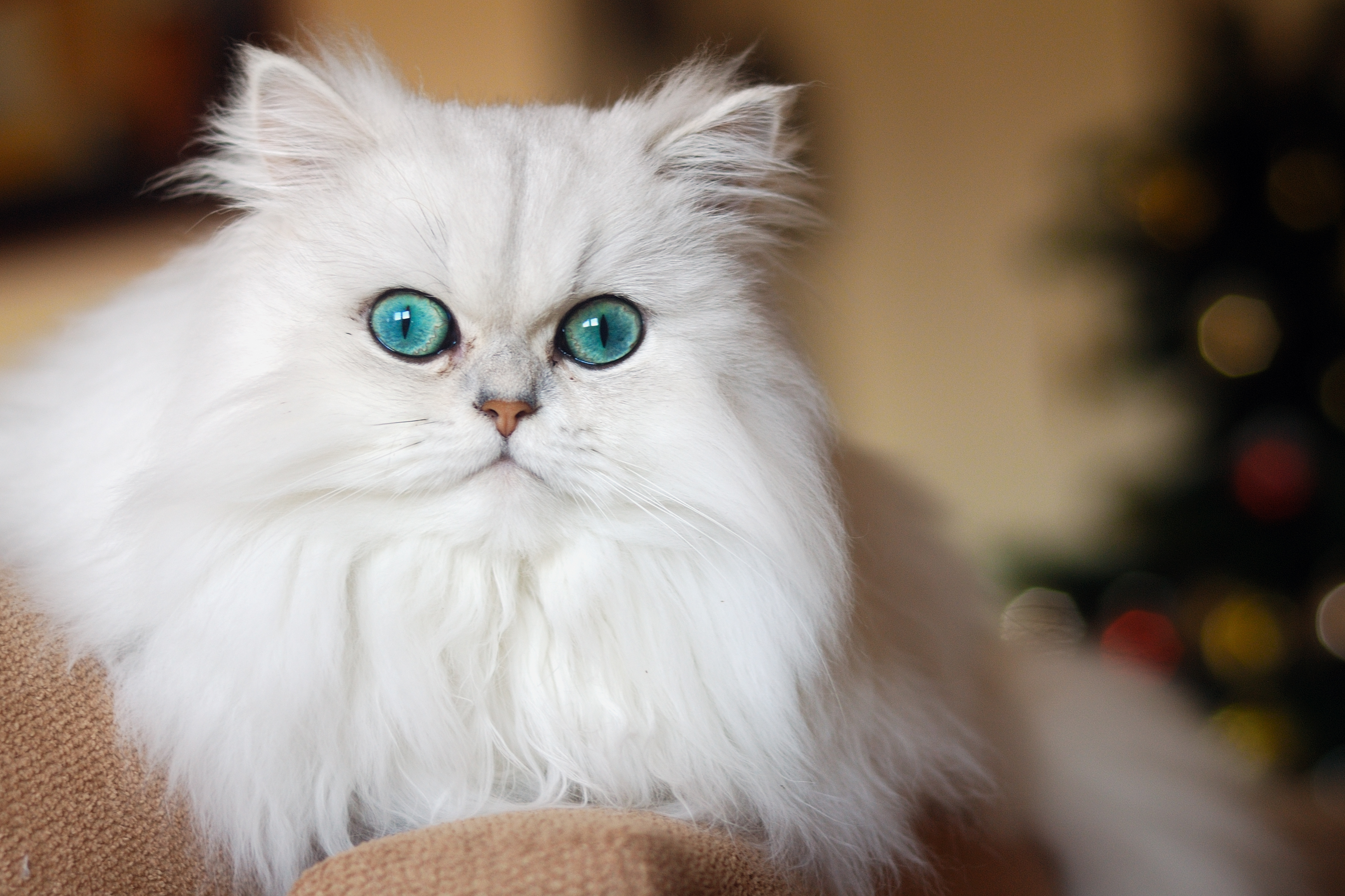 Почему у кота слезятся глаза - что делать | FriendForPet