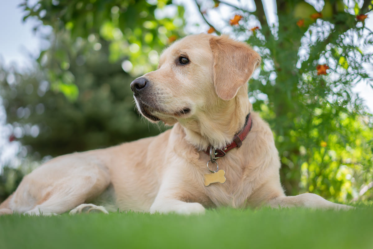 Золотистый ретривер