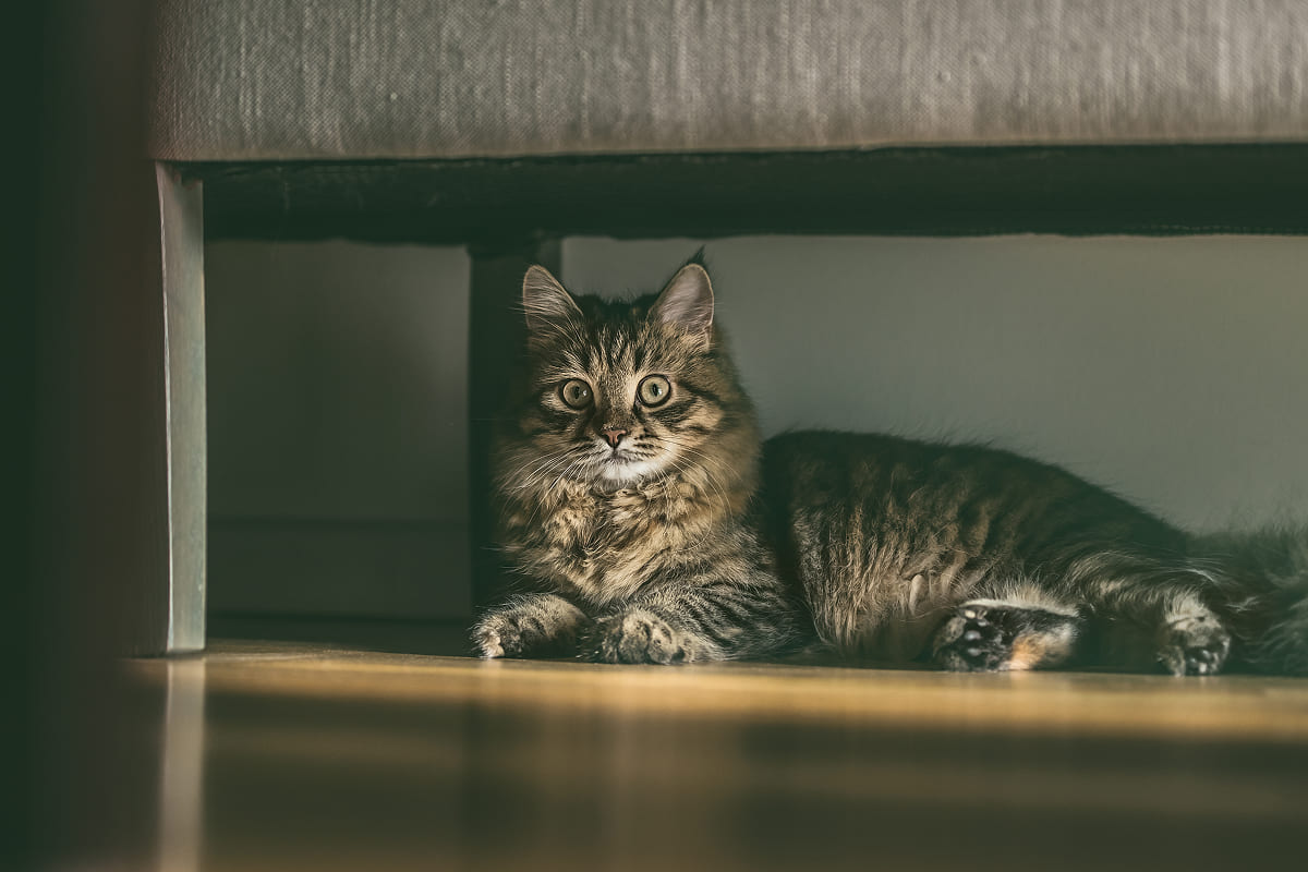 Сибирская кошка