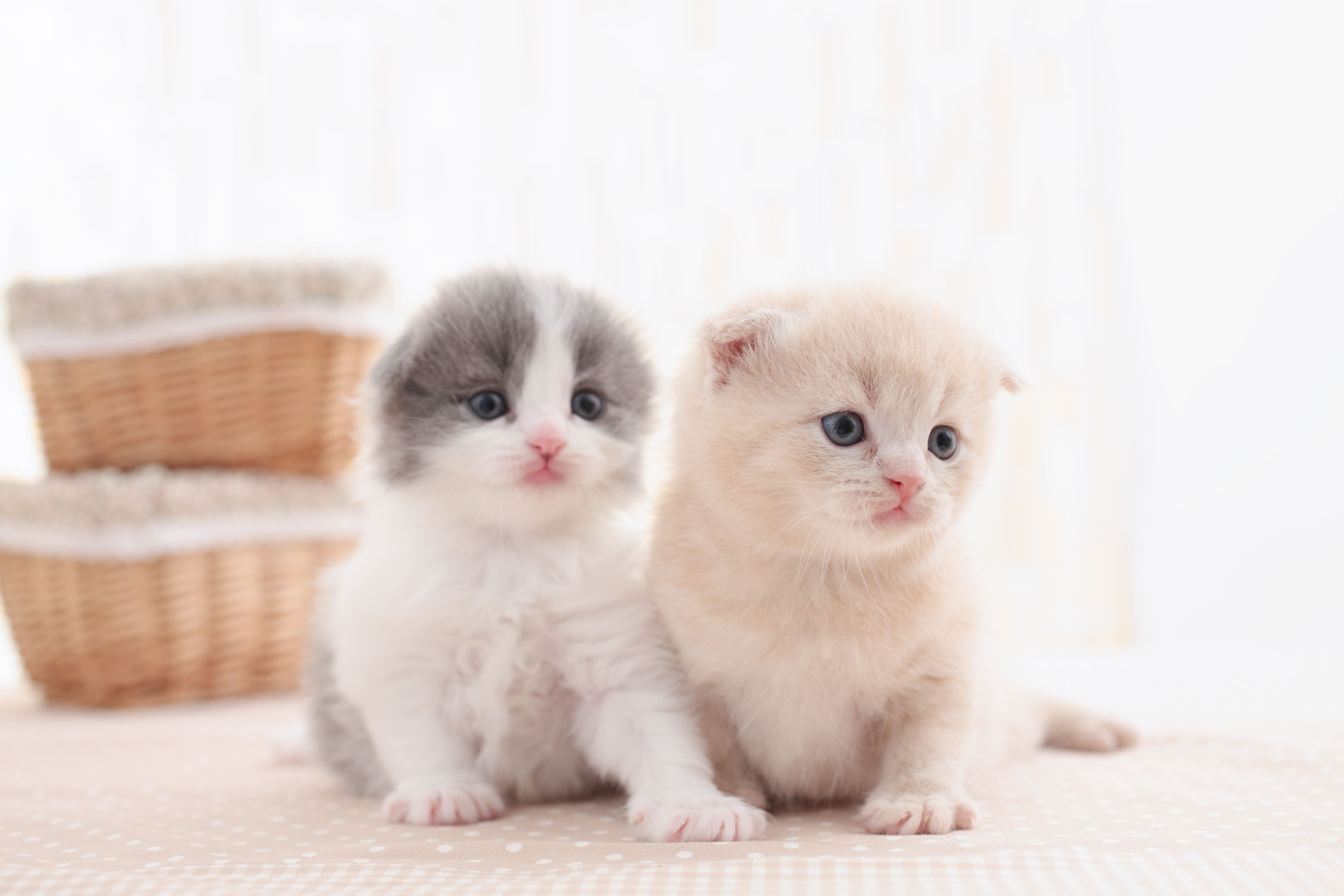 Котята на ковре