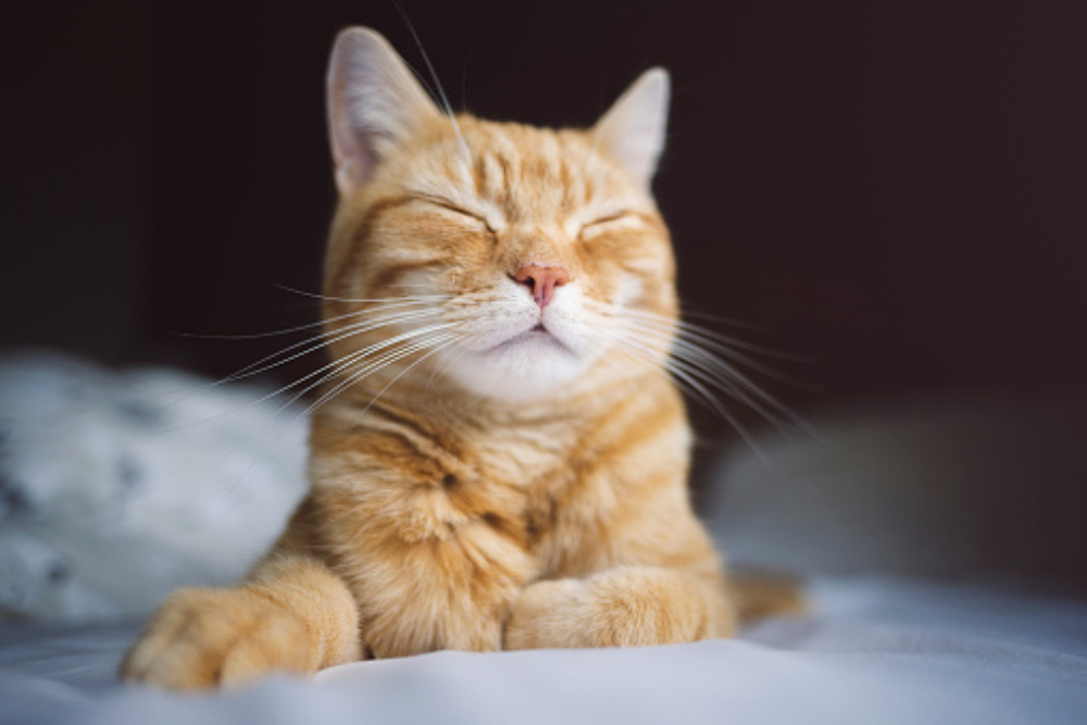 Стоит ли заводить кошку в квартире: советы владельцу 🐈 - FriendForPet