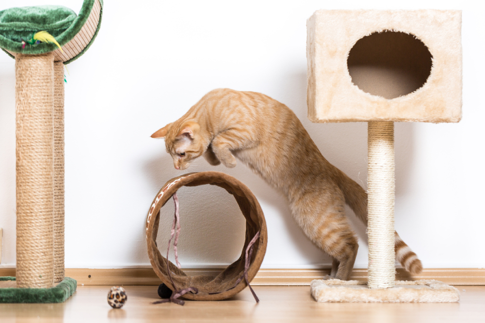 Стоит ли заводить кошку в квартире: советы владельцу 🐈 - FriendForPet