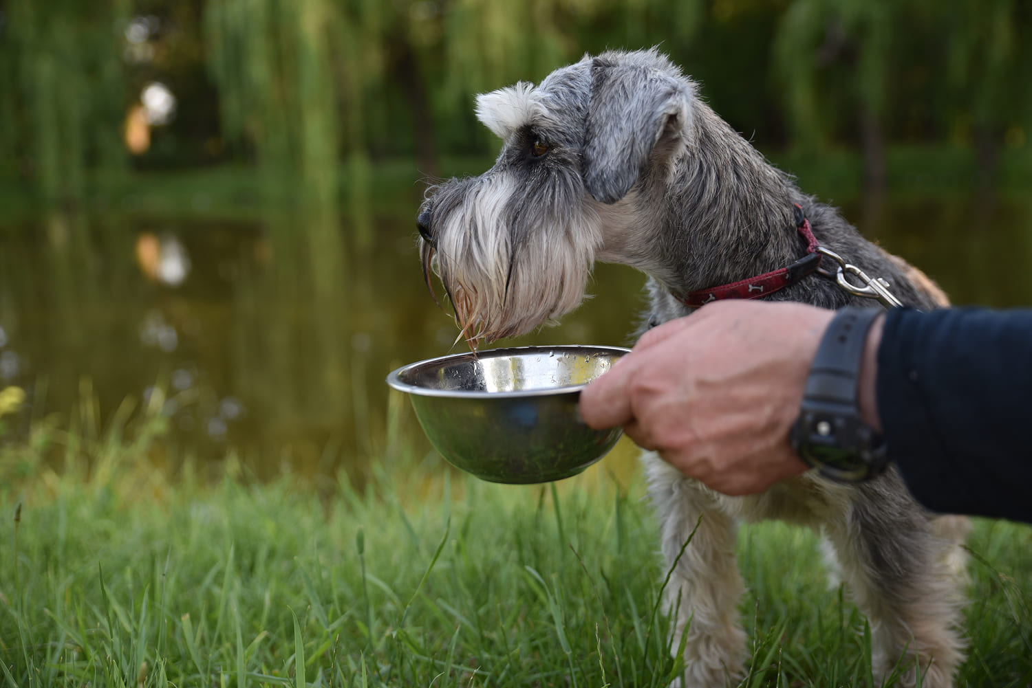 Что делать, если пожилая собака отказывается от еды 