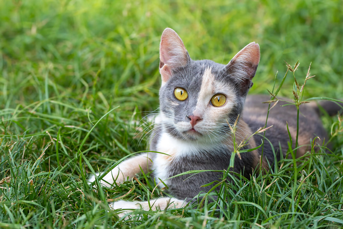 Что нужно знать перед тем, как брать собаку или кошку на передержку