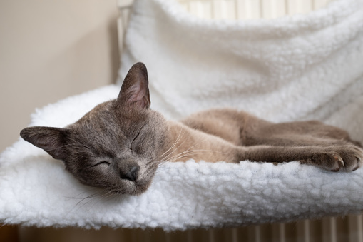 Кошка спит 