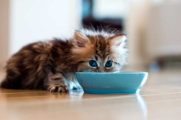 Как приучить котенка к сухому корму | Почему котенок не ест сухой корм