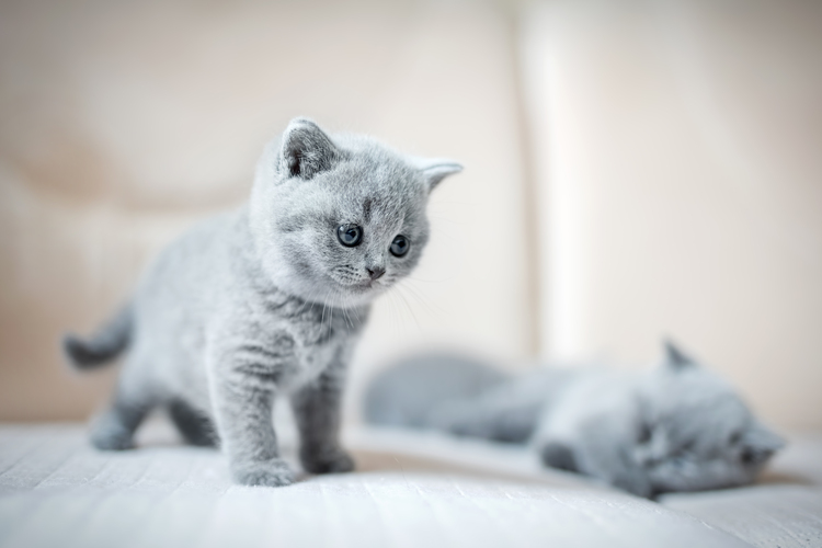 Котенок на одеяле