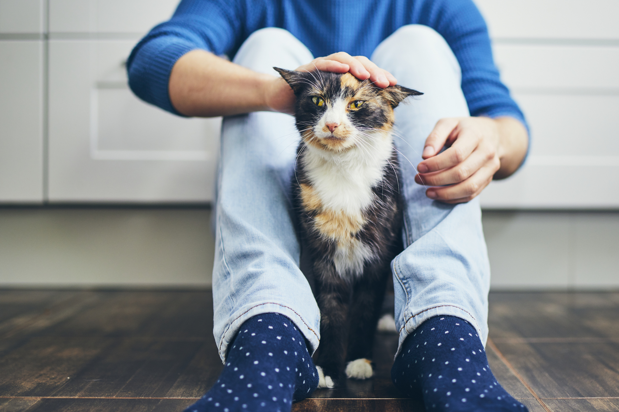 Сколько лет живут уличные и домашние коты и кошки, отличия по породам