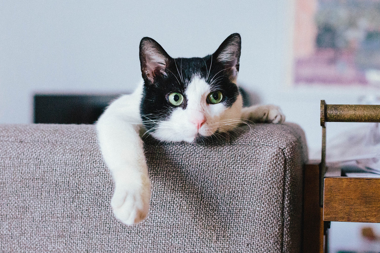 Кто ласковее — кот или кошка