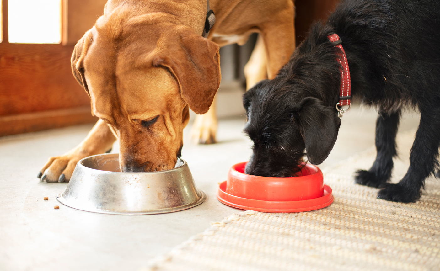 Как правильно кормить собаку сухим кормом — FriendForPet
