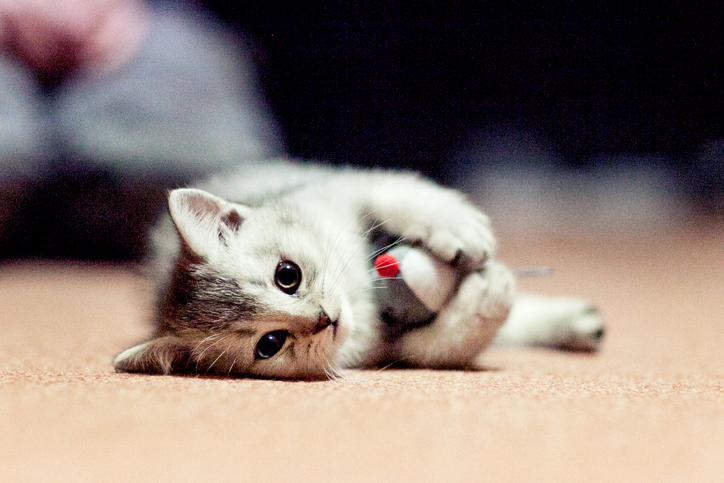 Котенок с игрушкой лежит на полу
